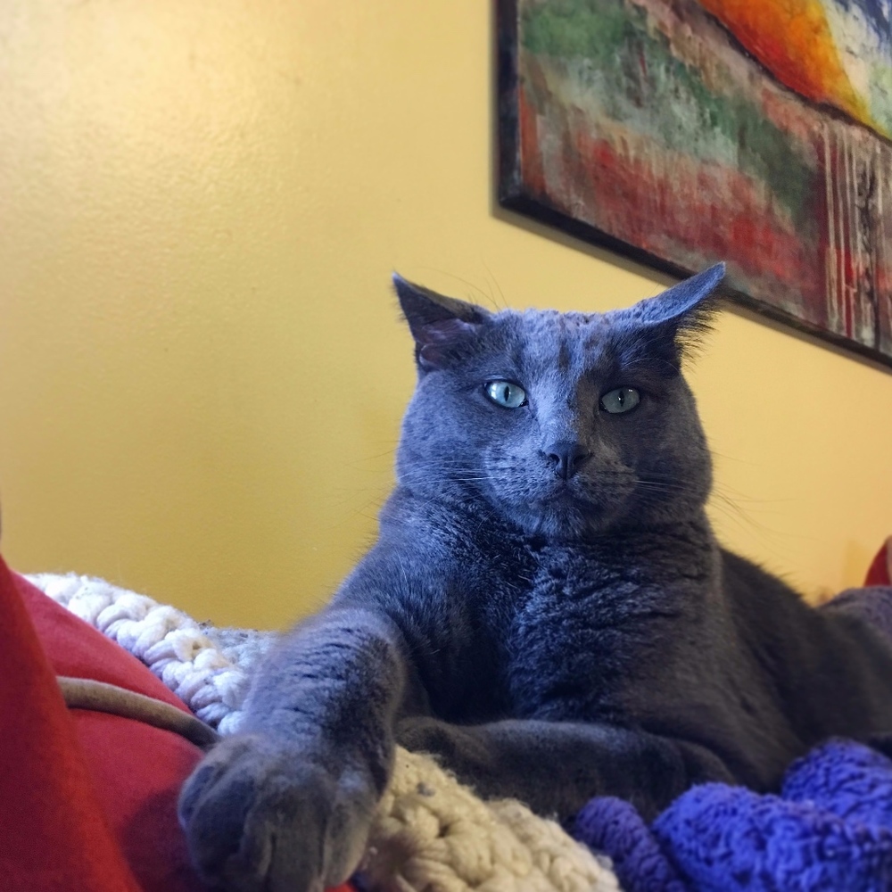 Pet Friendly, Smoke Free Closet